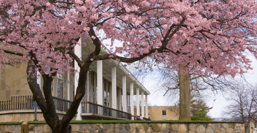 Library in springtime 